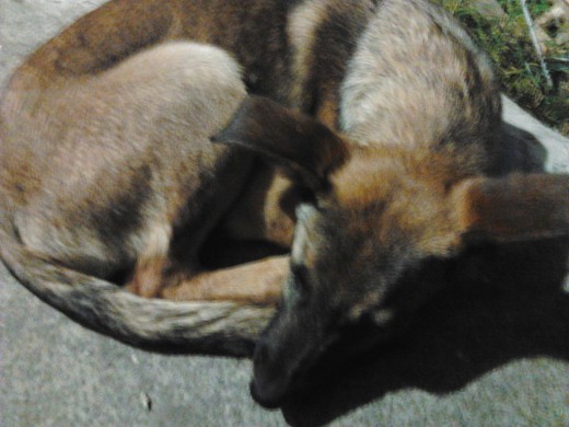 Durmiendo a lado de su casita; de hecho casi siempre está dormida, es una cachorra muy floja. La amo :) - 5 meses